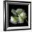 White And Green Parrot Tulip-Magda Indigo-Framed Photographic Print