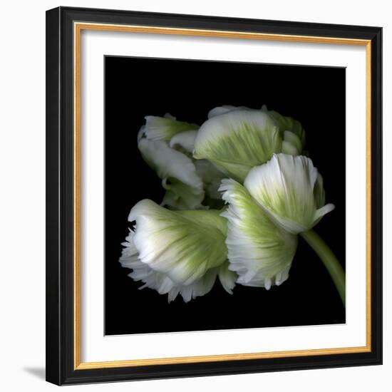 White And Green Parrot Tulip-Magda Indigo-Framed Photographic Print