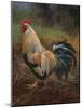 White And Green Rooster-Nenad Mirkovich-Mounted Art Print