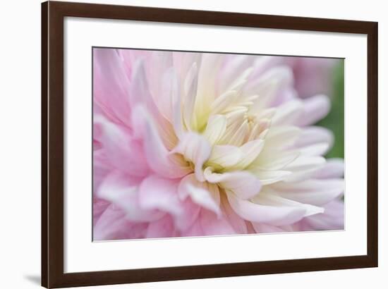 White and Pink Dahlia-Cora Niele-Framed Photographic Print