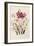 White and Pink Gladioli-null-Framed Giclee Print
