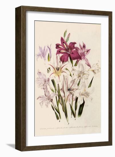 White and Pink Gladioli-null-Framed Giclee Print
