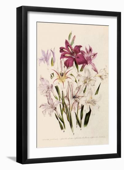 White and Pink Gladioli-null-Framed Giclee Print