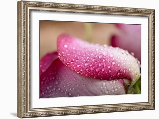 White and Pink Petal of Rose with Water Drops-Carlo Amodeo-Framed Photographic Print