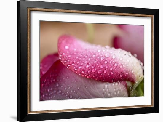 White and Pink Petal of Rose with Water Drops-Carlo Amodeo-Framed Photographic Print