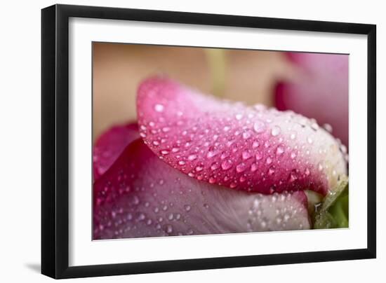 White and Pink Petal of Rose with Water Drops-Carlo Amodeo-Framed Photographic Print