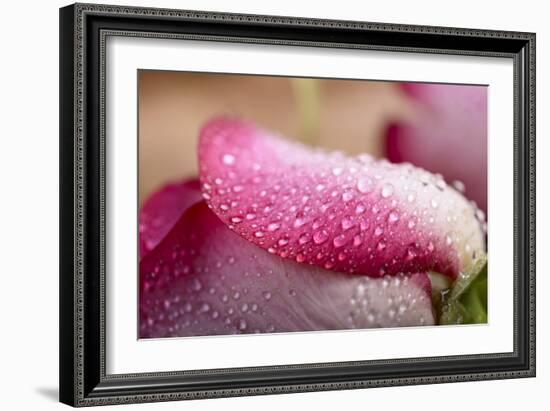 White and Pink Petal of Rose with Water Drops-Carlo Amodeo-Framed Photographic Print