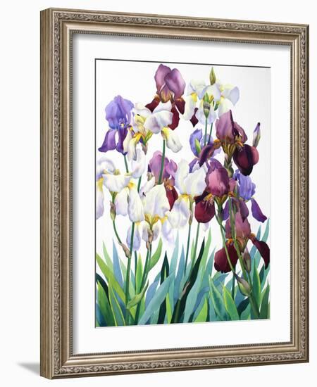 White and Purple Irises-Christopher Ryland-Framed Giclee Print