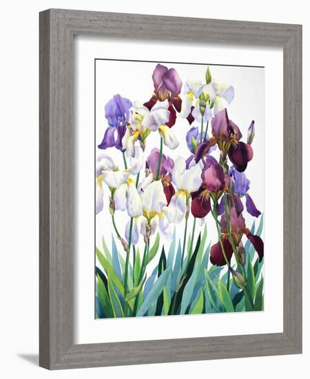 White and Purple Irises-Christopher Ryland-Framed Giclee Print