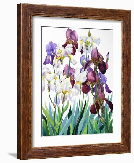 White and Purple Irises-Christopher Ryland-Framed Giclee Print