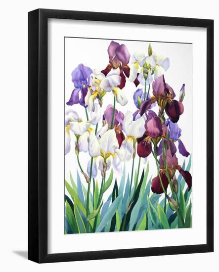 White and Purple Irises-Christopher Ryland-Framed Giclee Print