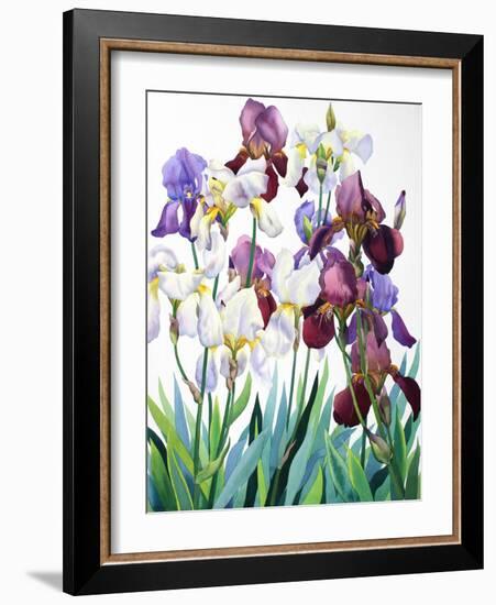 White and Purple Irises-Christopher Ryland-Framed Giclee Print