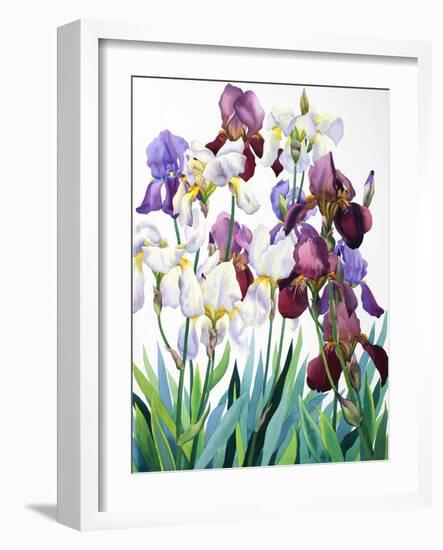 White and Purple Irises-Christopher Ryland-Framed Giclee Print