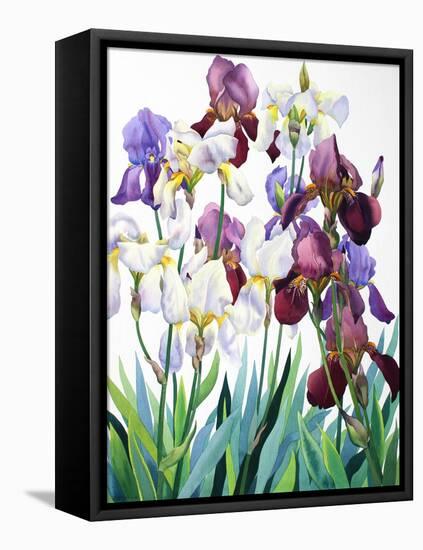 White and Purple Irises-Christopher Ryland-Framed Premier Image Canvas