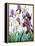 White and Purple Irises-Christopher Ryland-Framed Premier Image Canvas