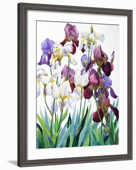 White and Purple Irises-Christopher Ryland-Framed Giclee Print