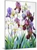 White and Purple Irises-Christopher Ryland-Mounted Giclee Print