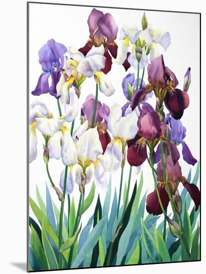 White and Purple Irises-Christopher Ryland-Mounted Giclee Print