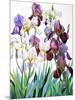 White and Purple Irises-Christopher Ryland-Mounted Giclee Print