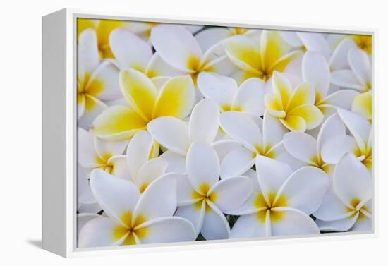 White and Yellow Frangipani-Darrell Gulin-Framed Premier Image Canvas