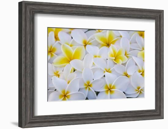 White and Yellow Frangipani-Darrell Gulin-Framed Photographic Print