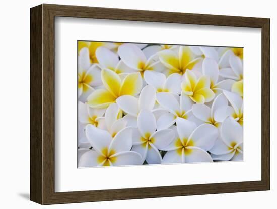 White and Yellow Frangipani-Darrell Gulin-Framed Photographic Print