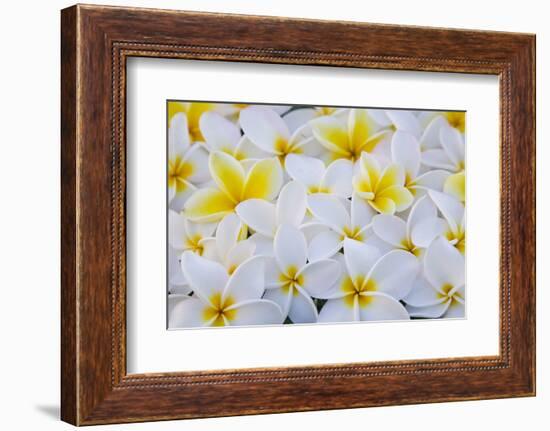 White and Yellow Frangipani-Darrell Gulin-Framed Photographic Print