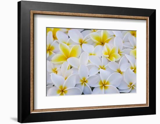 White and Yellow Frangipani-Darrell Gulin-Framed Photographic Print