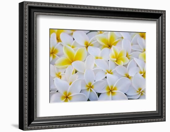 White and Yellow Frangipani-Darrell Gulin-Framed Photographic Print