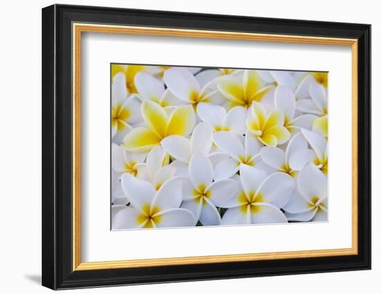 White and Yellow Frangipani-Darrell Gulin-Framed Photographic Print