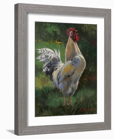 White And Yellow Rooster-Nenad Mirkovich-Framed Art Print