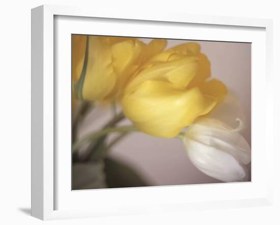 White and Yellow Tulips-Anna Miller-Framed Photographic Print