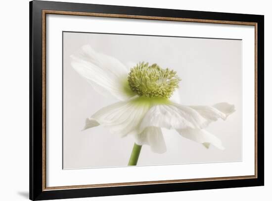 White Anemone Flower-Cora Niele-Framed Photographic Print