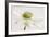 White Anemone Flower-Cora Niele-Framed Photographic Print