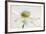 White Anemone Flower-Cora Niele-Framed Photographic Print