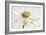 White Anemone Flower-Cora Niele-Framed Photographic Print