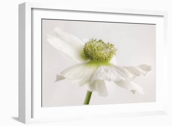 White Anemone Flower-Cora Niele-Framed Photographic Print