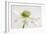 White Anemone Flower-Cora Niele-Framed Photographic Print