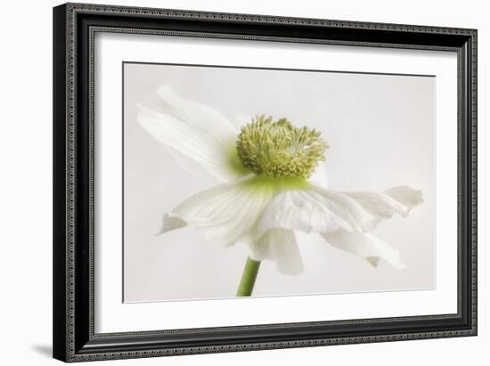 White Anemone Flower-Cora Niele-Framed Photographic Print
