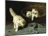 White Angora Kittens with a Beetle-Arthur Heyer-Mounted Giclee Print