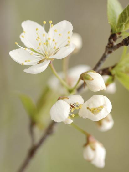 White Apple Blossom Flowers Blooming On Branch Photographic Print Art Com White Apple Blossom Flowers Blooming On Branch Photographic Print Art Com