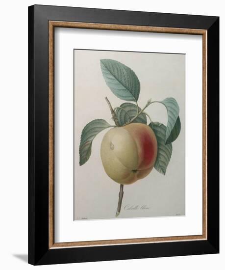 White Apple-Pierre-Joseph Redoute-Framed Art Print