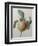 White Apple-Pierre-Joseph Redoute-Framed Art Print