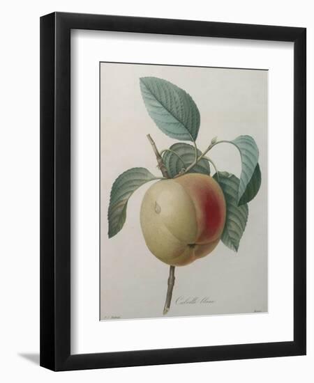 White Apple-Pierre-Joseph Redoute-Framed Art Print