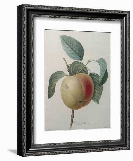 White Apple-Pierre-Joseph Redoute-Framed Art Print