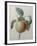 White Apple-Pierre-Joseph Redoute-Framed Art Print