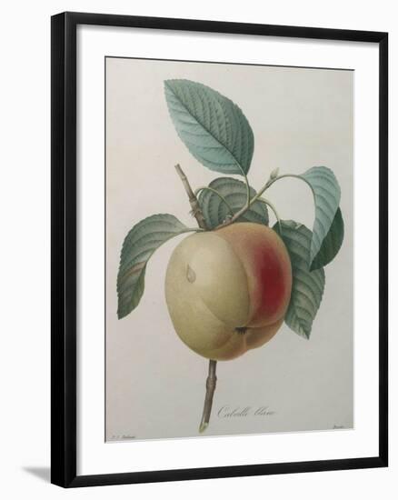 White Apple-Pierre-Joseph Redoute-Framed Art Print