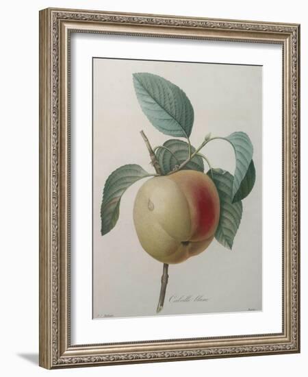 White Apple-Pierre-Joseph Redoute-Framed Art Print