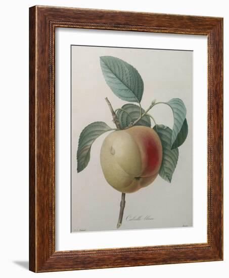 White Apple-Pierre-Joseph Redoute-Framed Art Print