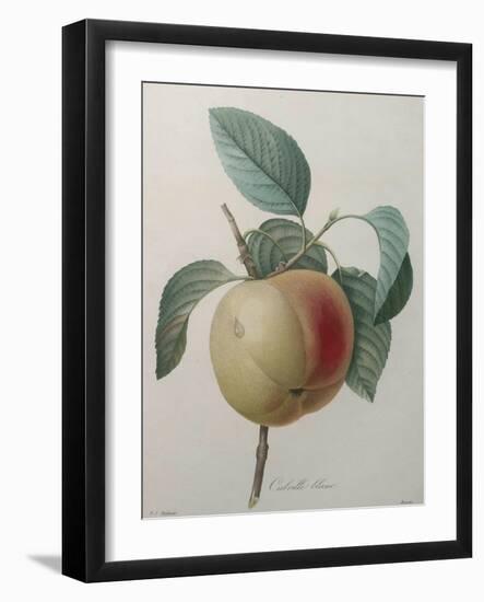 White Apple-Pierre-Joseph Redoute-Framed Art Print